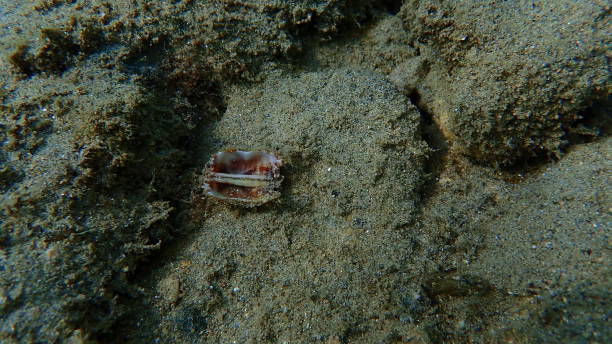 istock Noah's ark shell or Noah's ark, Noah's arch (Arca noae) shell undersea 1805430253