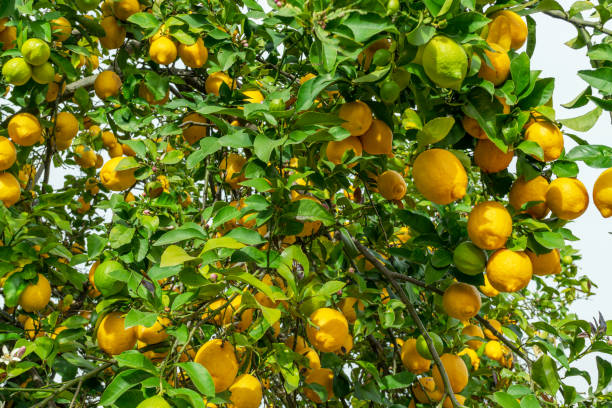 istock Many mature lemon fruits on lemon tree. Close up. 1805434002