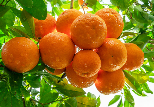 Orange tree with blossoms, and clusters of juicy, harvest ready oranges