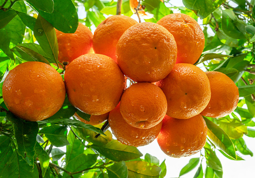 Ripe orange fruits on orange tree between lush foliage. View from below.