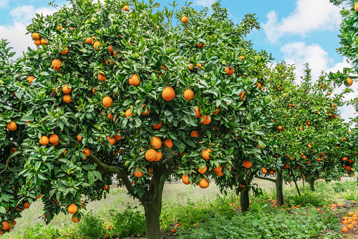 Orange trees or citrus sinensis almost covered with oranges. Great harvest in the orchard.