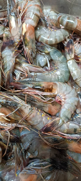 istock Several fresh shrimps displayed on the shelf 1805441191