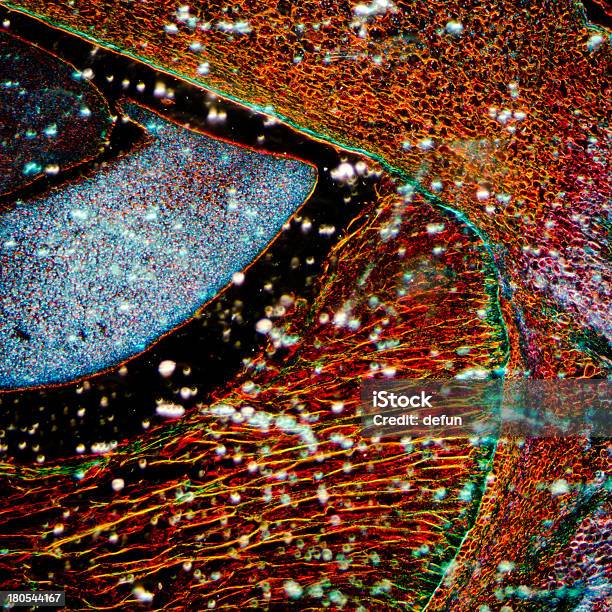 顕微鏡トウモロコシ胚 - カラフルのストックフォトや画像を多数ご用意 - カラフル, スイートコーン, スクエア