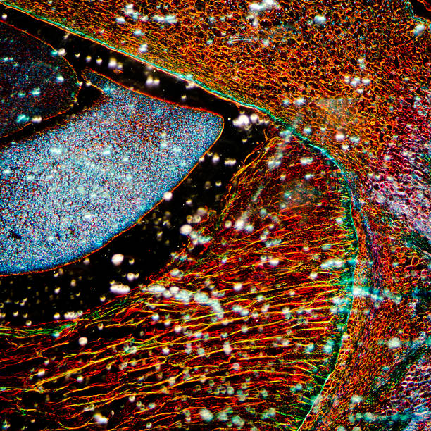 milho com embriões - cell plant cell biology scientific micrograph imagens e fotografias de stock