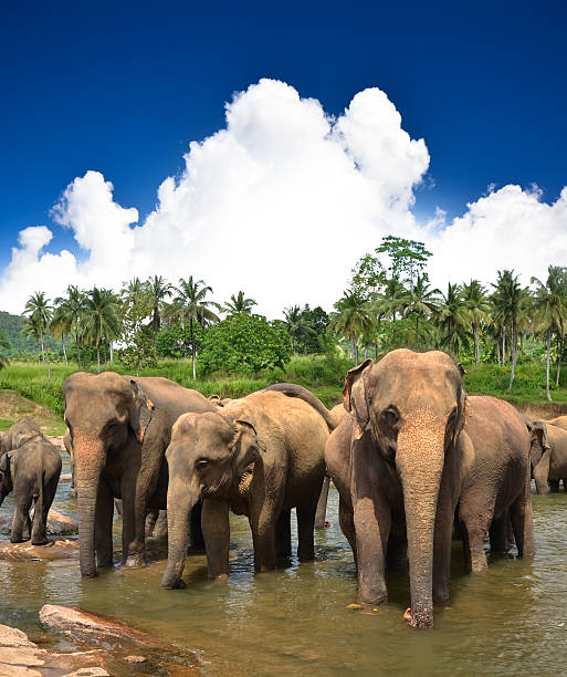 istock Elephants in the beautiful landscape 180544212