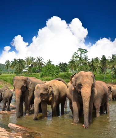 Elephants in the beautiful landscape