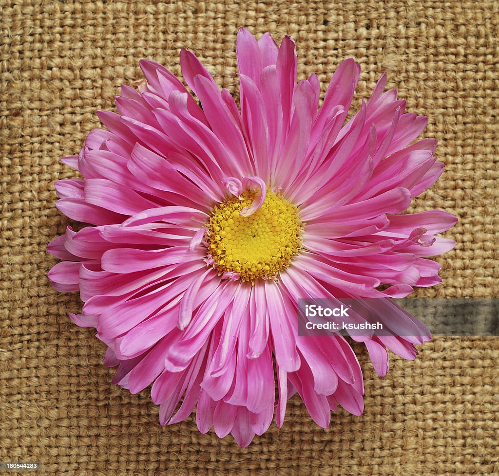 Aster sur toile - Photo de Beauté de la nature libre de droits