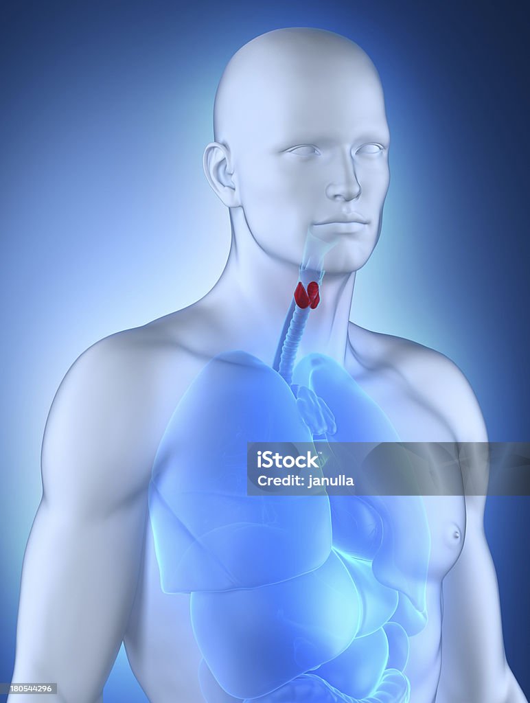 Vue antérieure de l'anatomie masculine de la thyroïde - Photo de Adulte libre de droits