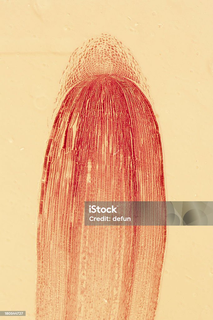 현미경 공장요 뿌리골무 조직 세포 - 로열티 프리 0명 스톡 사진