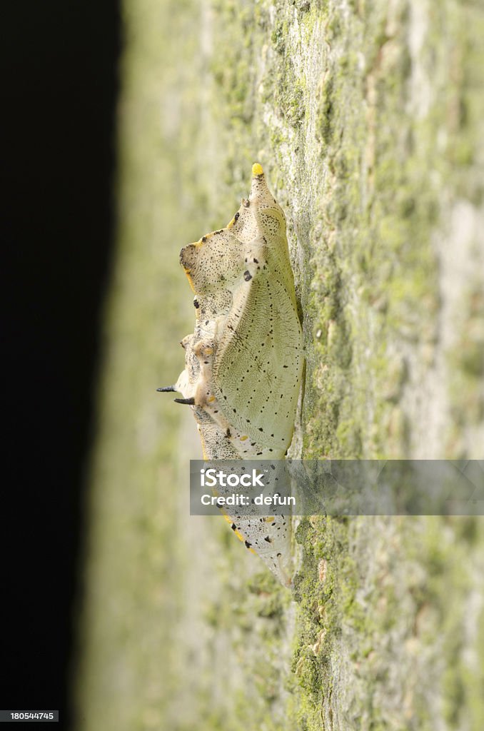 Insecto mariposa cocoon - Foto de stock de Aire libre libre de derechos