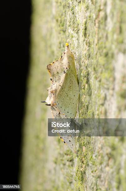 Insecto Mariposa Cocoon Foto de stock y más banco de imágenes de Aire libre - Aire libre, Amarillo - Color, Animal