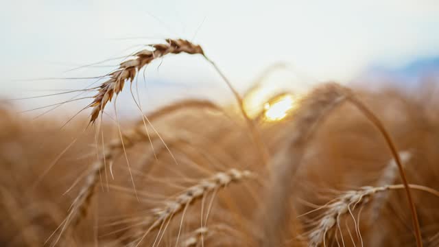 Sunset or sunrise on rye field with golden ears wheat and cloudy sky. Cultivation spikelets for bread production. Harvest season. Farm agricultural landscape. Outdoor summer nature. Healthy food.
