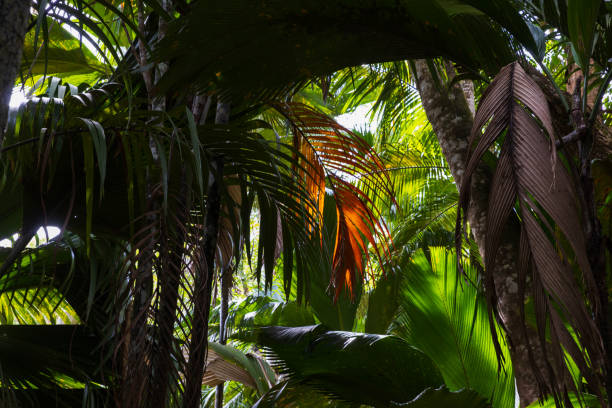 istock Palm forest background photo 1805451800