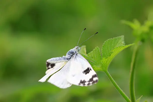 close up of butterfly in the green background.
