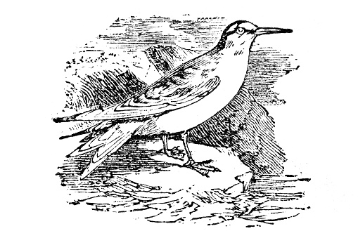 The least tern (Sternula antillarum) is a species of tern that breeds in North America and locally in northern South America