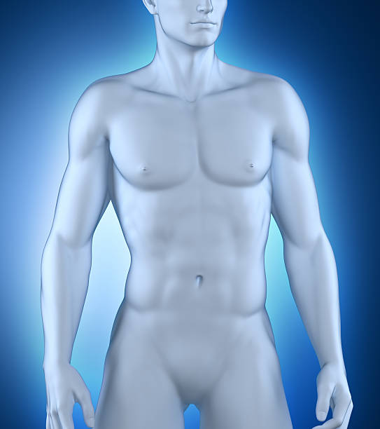 istock MAle anatomy 180546477