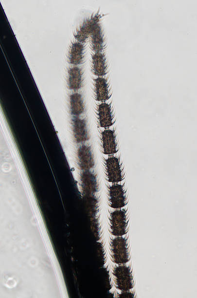 科学顕微鏡動物の昆虫アンテナ - daphnia water flea high scale magnification micro organism ストックフォトと画像