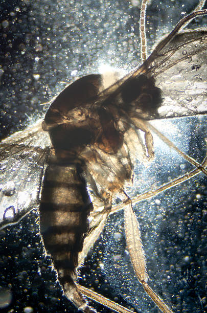 科学顕微鏡動物の昆虫 - daphnia water flea high scale magnification micro organism ストックフォトと画像