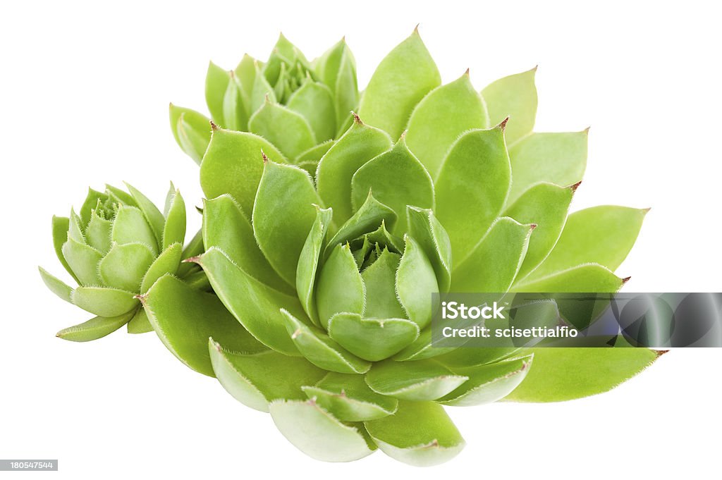 Houseleek Succulent plant isolated on white Backgrounds Stock Photo