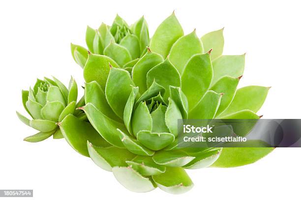 Houseleek Stock Photo - Download Image Now - Backgrounds, Close-up, Crassulaceae
