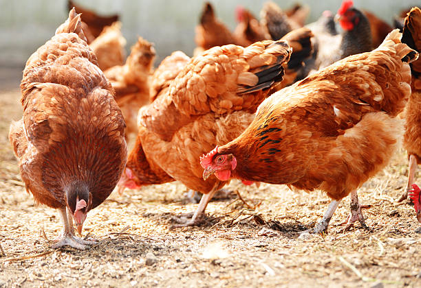 istock Chickens on traditional free range poultry farm 180547712