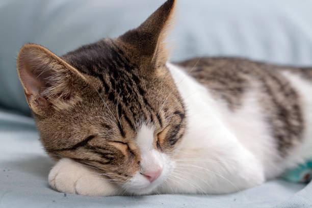 istock Cute tabby kitten, pet animal. 1805477149