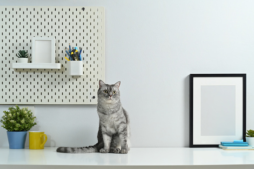 Gray tabby cat sitting on white table with picture frame and potted plant. Domestic cat, cop space for text.