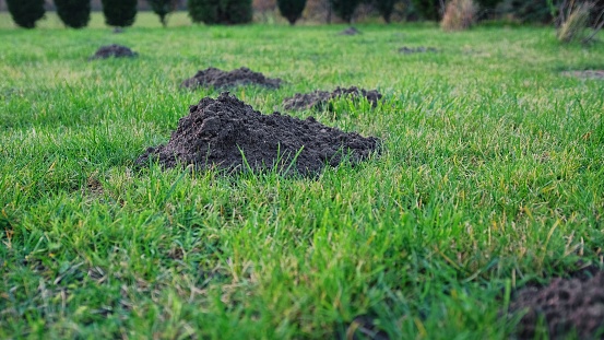 Garden Grass Lawn Destroyed by Mole Building Molehills