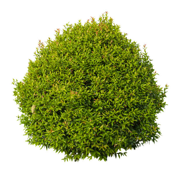 istock Tropical plant fence bush tree isolated on white background with clipping path. 1805483667