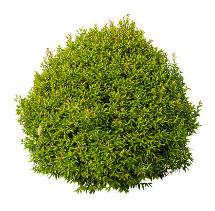 Tropical plant fence bush tree isolated on white background with clipping path.