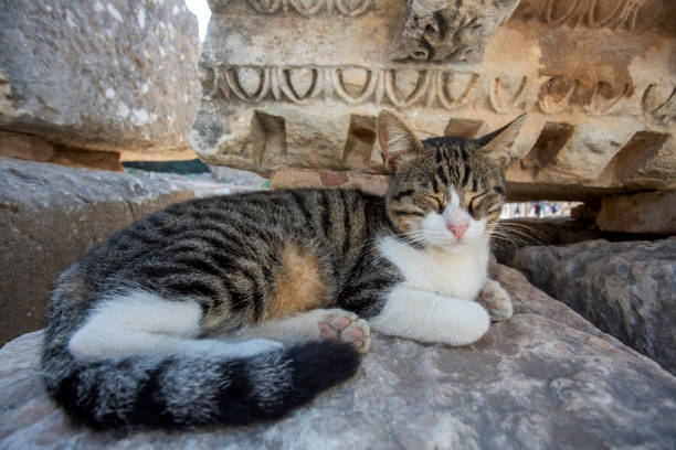 istock Ephesus Ancient city and cat, Izmir / Turkey 1805485847