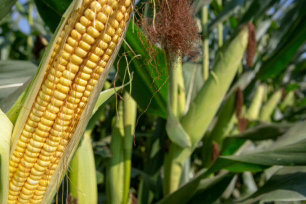 istock Fresh organic corn field, Izmir / Turkey 1805485877