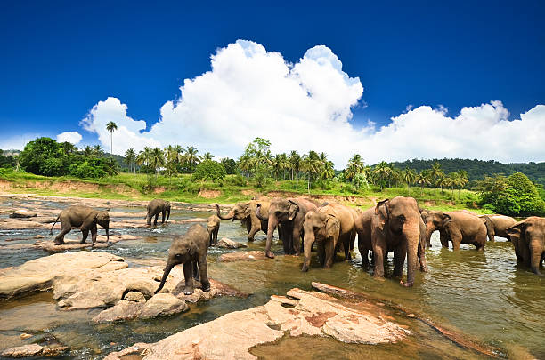 istock Elephants in the beautiful landscape 180549773