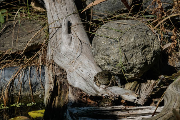 istock two frogs sitting in the sun on a old tree trunk 1805501718