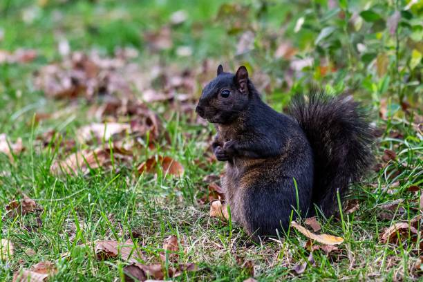 istock Dark brown squirrel holding a nut while foraging in a park 1805501745