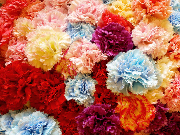 istock Beautiful blossoming Carnations flower background 1805502827