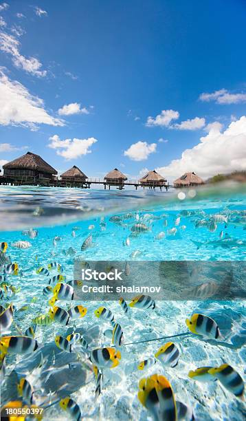 Paraíso Tropical Foto de stock y más banco de imágenes de Tahití - Tahití, Subacuático, Coral - Cnidario