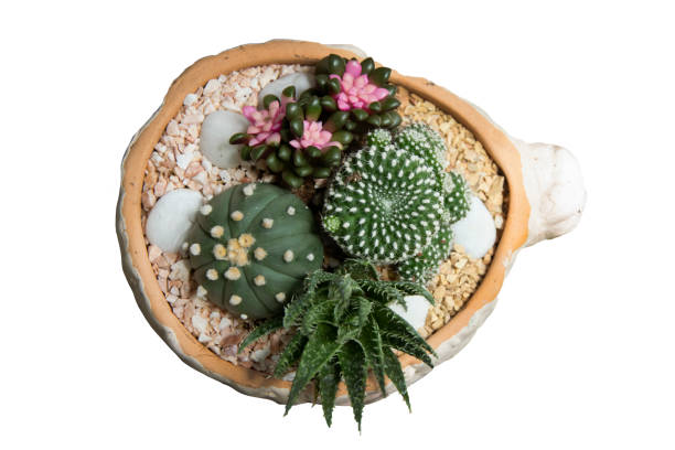 istock Close up mixed small cactus plant in pot overhead or top view isolated 1805505832