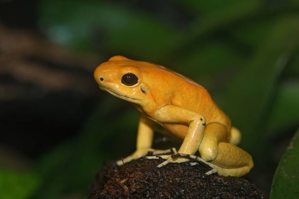 Closeup of a yellow Golden poison dart arrow frog , Phyllobates terribilis sitting on wood A closeup of a yellow Golden poison dart arrow frog , Phyllobates terribilis sitting on wood dendrobatidae stock pictures, royalty-free photos & images