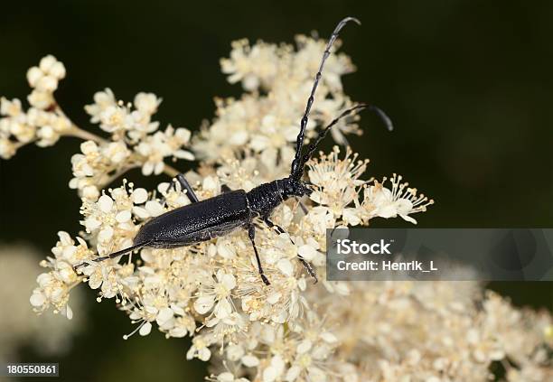 Steinbock Käfer Cerambyx Scopolii Füttern Auf Weiße Blume Im Makro Foto Stockfoto und mehr Bilder von Blume