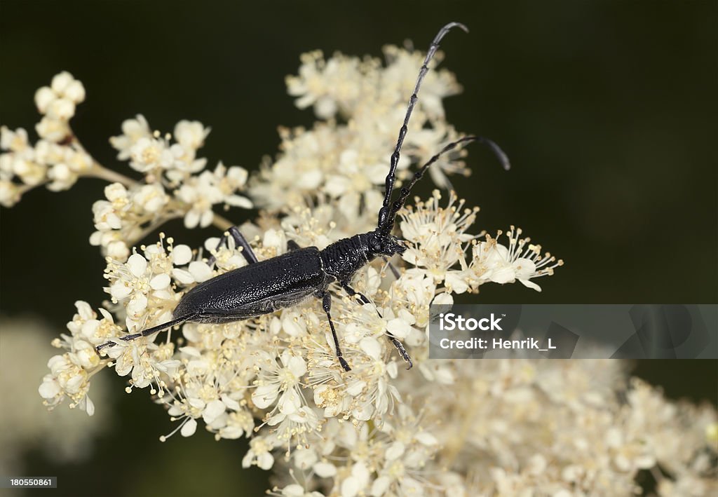 Koziorożec beetle, Cerambyx scopolii karmienia na biały kwiat, makro zdjęcia - Zbiór zdjęć royalty-free (Bez ludzi)