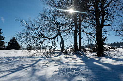 Shadows in snow. Shade from trees in winter. Trees in park. Light of setting sun.