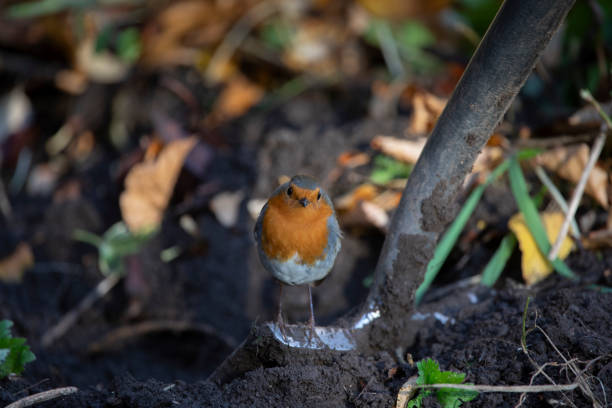 A Robin feeding from a bird feeder