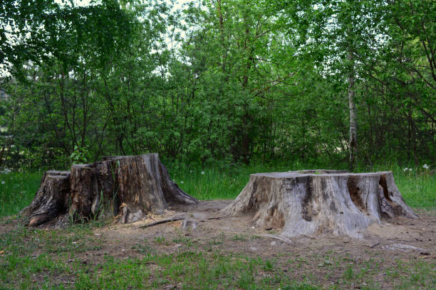 istock old tree stumps on the ground isolated in the forest 1805527864