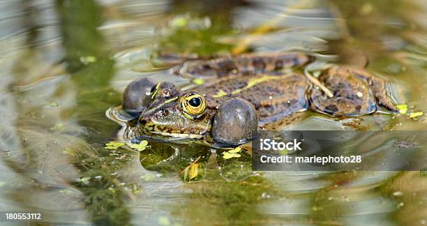 Sapo Verde - Fotografias de stock e mais imagens de Amarelo - Amarelo, Anfíbio, Animal