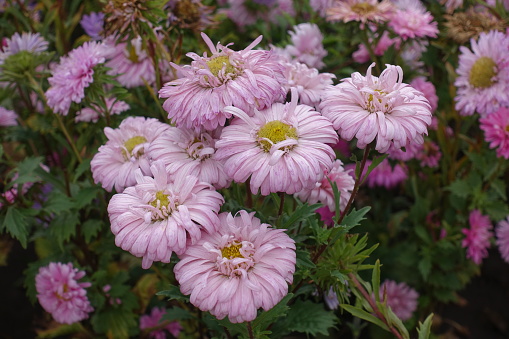 China asters with light pink flowers in September