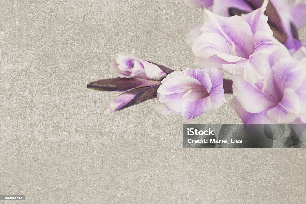 Vintage com lilás gladiole textura - Foto de stock de Abstrato royalty-free