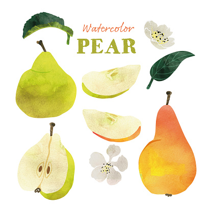 Pear fruit with leaves and blossoms watercolor illustration set. Painterly watercolor texture and ink drawing elements. Hand drawn and hand painted. Vector