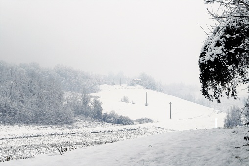 winter hilly landscape - trees covered with snow
