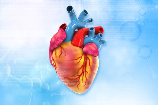 istock Human heart anatomy 1805549689